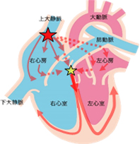 正常心臓の基礎知識